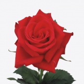 Rosa Red Calypso